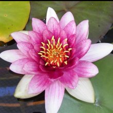 Waterlily Attraction Picture of Waterlily Attraction (5428)