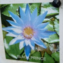 Waterlily Black Prince Picture of Waterlily Black Prince (29327)