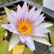 Waterlily Blue Beauty Picture of Waterlily Blue Beauty (5429)