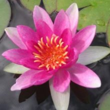 Waterlily Carmine Ladykeri Picture of Waterlily Carmine Ladykeri (28834)