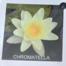 Waterlily Chromatella Picture of Waterlily Chromatella (5430)