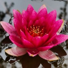 Waterlily Clarissa Picture of Waterlily Clarissa (29724)