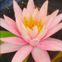 Waterlily Colorado Picture of Waterlily Colorado (7697)