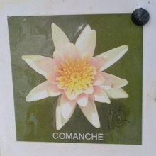 Waterlily Comanche Picture of Waterlily Comanche (5431)