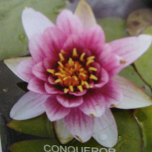 Picture of Waterlily Conqueror (28832)