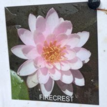 Picture of Waterlily Firecrest (5434)