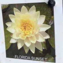Picture of Waterlily Florida Sunset (28922)