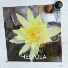 Picture of Waterlily Helvola (5436)