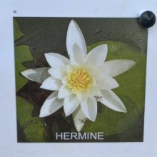 Picture of Waterlily Hermine (5437)