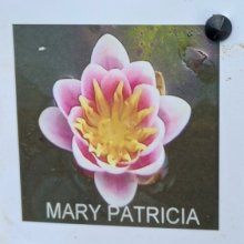 Picture of Waterlily Mary Patricia (30520)