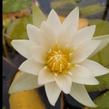 Picture of Waterlily Mrs George Pring (5441)