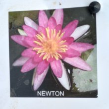 Picture of Waterlily Newton (30519)