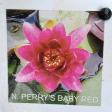 Picture of Waterlily Perrys Red (30141)
