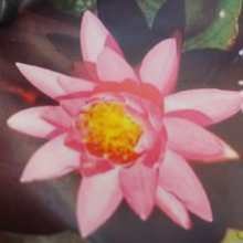 Picture of Waterlily Pink Opal (31004)