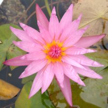 Picture of Waterlily Pink Star (29329)