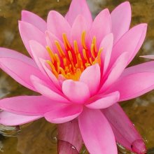 Picture of Waterlily Princess Elizabeth (5444)