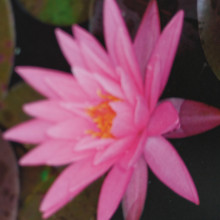Picture of Waterlily Rose Arey (5445)