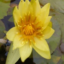 Picture of Waterlily St Louis Gold (7695)