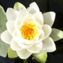 Picture of Waterlily White Superba (5450)