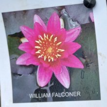 Picture of Waterlily William Falconer (28833)