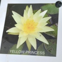 Picture of Waterlily Yellow Princess (5452)