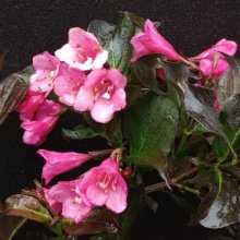 Weigela Dark Horse Picture of Weigela Dark Horse (30267)