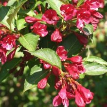 Weigela Florida Newport Red Picture of Weigela Florida Newport Red (5459)