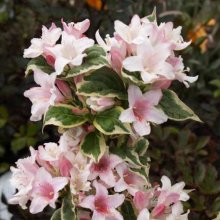 Weigela Florida Variegata Picture of Weigela Florida Variegata (5460)