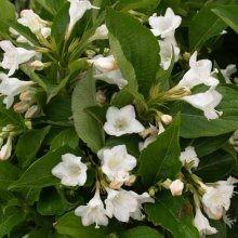 Weigela Snowflake Picture of Weigela Snowflake (5461)
