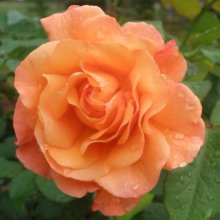 Picture of Westerland Clg-Rose (5466)