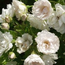 Picture of White Grootendorst-Rose (5480)