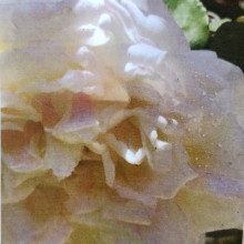 White Maman Cochet-Rose Picture of White Maman Cochet-Rose (30925)