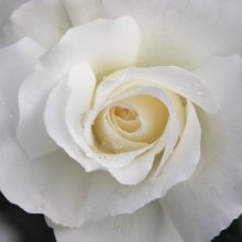 White Romance-Rose Picture of White Romance-Rose (5483)
