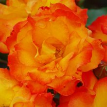 Picture of Wild Cat Std Pillar-Rose (30390)
