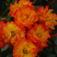 Wild Cat Std 80cm-Rose Picture of Wild Cat Std 80cm-Rose (7041)