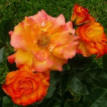 Wild Cat-Rose Picture of Wild Cat-Rose (7036)