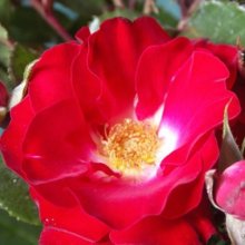 Wild Cherry-Rose Picture of Wild Cherry-Rose (8052)