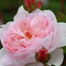 Wildeve-Rose Picture of Wildeve-Rose (5490)
