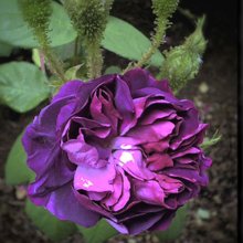 Picture of William Lobb-Rose (5494)