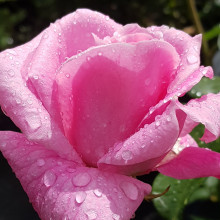 Wise Woman-Rose Picture of Wise Woman-Rose (5507)
