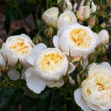 Wish Come True Std 80cm-Rose Picture of Wish Come True Std 80cm-Rose (29934)