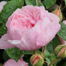 Wisley 2008-Rose Picture of Wisley 2008-Rose (6831)