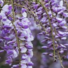 Picture of Wisteria Amethyst (5517)
