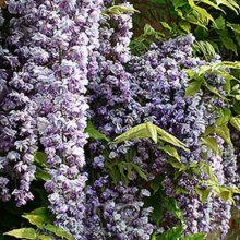 Picture of Wisteria Black Dragon (5509)