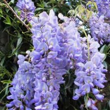 Picture of Wisteria Blue Sapphire (5519)