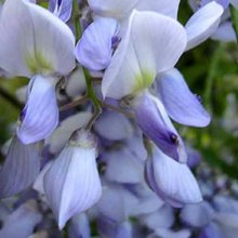 Picture of Wisteria Caroline (5521)