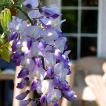 Picture of Wisteria Cascade (5989)