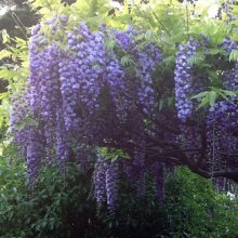 Picture of Wisteria Eds Blue Dragon Std (30887)