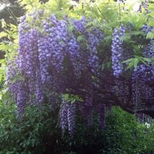 Picture of Wisteria Eds Blue Dragon (9554)