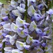 Picture of Wisteria Geisha (7099)